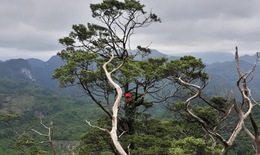 Quần thể cây quý hiếm có tên trong Sách đỏ, được xem là 'hóa thạch sống' của rừng xanh