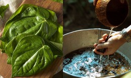 L&#225; trầu kh&#244;ng gi&#250;p giảm vi&#234;m, kh&#225;ng khuẩn v&#224; trị g&#224;u