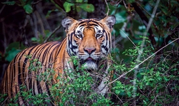 Thực hư thông tin xuất hiện hổ ở Phú Thọ