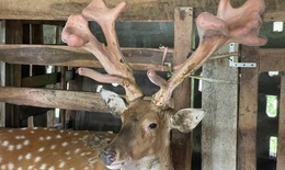 Những chính sách của Hà Tĩnh giúp người dân giảm nghèo bền vững nhờ nuôi hươu