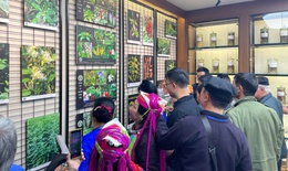 Bảo tồn nguồn gen dược liệu bản địa, đặc hữu – nền tảng ph&#225;t triển bền vững trong tự nhi&#234;n