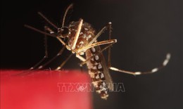 Hiện tượng chưa từng có, muỗi xuất hiện ở Iceland