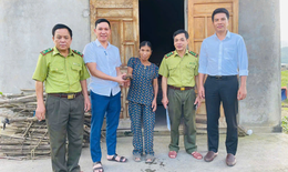 Cá thể rùa quý hiếm trong Sách đỏ bò vào vườn nhà dân