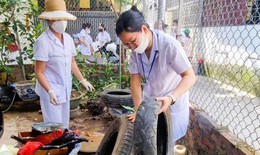 Hải Phòng: Nguy cơ dịch sốt xuất huyết bùng phát trở lại