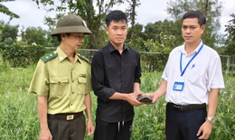 Người dân Huế liên tiếp giao nộp rùa quý hiếm