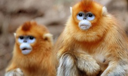 Loài vật quý hiếm trở thành 'đại sứ' mới của Trung Quốc