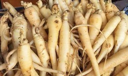 Đảng s&#226;m – Dược liệu qu&#253; được ưu ti&#234;n ph&#225;t triển ở tỉnh Quảng Ng&#227;i