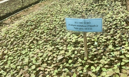 Ho&#224;n thiện thể chế, ph&#225;t huy thế mạnh y học cổ truyền Việt Nam