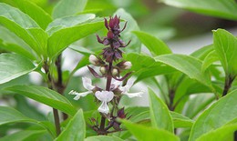 4 l&#253; do n&#234;n ăn l&#225; h&#250;ng quế khi thời tiết lạnh