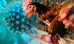 Chuy&#234;n gia cảnh b&#225;o c&#250;m gia cầm A/H9N2 c&#243; thể g&#226;y đại dịch ở người