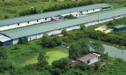 Trang trại nu&#244;i vịt bị phạt 300 triệu đồng vẫn tiếp tục g&#226;y &#244; nhiễm
