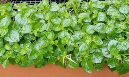 Cách làm đẹp từ rau càng cua
