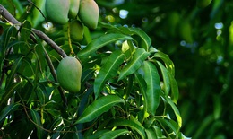 8 lợi &#237;ch sức khỏe &#237;t ai biết của l&#225; xo&#224;i