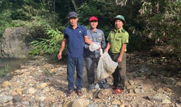 Trăn gấm quý hiếm vào vườn bắt gà, người dân giao nộp kiểm lâm thả về rừng