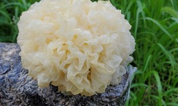 4 m&#243;n canh thuốc gi&#250;p dưỡng &#226;m, bảo vệ phổi trong m&#249;a lạnh