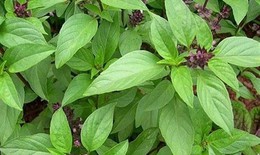 6 rủi ro tiềm ẩn khi lạm dụng h&#250;ng quế &#39;nữ ho&#224;ng rau thơm&#39;