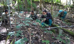 Đưa s&#226;m Ngọc Linh th&#224;nh sinh kế giảm ngh&#232;o cho đồng b&#224;o Xơ Đăng