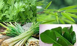 C&#225;c phương ph&#225;p y học cổ truyền gi&#250;p ph&#242;ng chống c&#250;m A