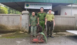 Hai c&#225; thể khỉ qu&#253; hiếm đi lạc v&#224;o nh&#224; d&#226;n