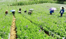 Lào Cai nâng cao vai trò và vị thế y học cổ truyền trong chăm sóc sức khỏe