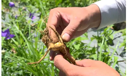 Đời sống bà con vùng cao được cải thiện nhờ dược liệu