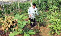 Giải pháp nào cho phát triển dược liệu ở Phú Thọ?