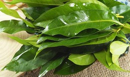 N&#234;n d&#249;ng l&#225; vối tươi hay kh&#244; l&#224; tốt nhất?