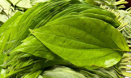 C&#225;ch d&#249;ng l&#225; trầu kh&#244;ng giảm axit uric