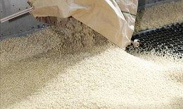 Giá gạo xuất khẩu giảm nhẹ do nhu cầu yếu
