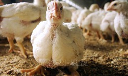 Bệnh nh&#226;n Mỹ nhập viện với chủng c&#250;m gia cầm chưa từng ghi nhận ở người