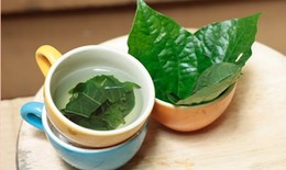 C&#225;ch d&#249;ng nước l&#225; lốt hỗ trợ giảm axit uric an to&#224;n tại nh&#224;