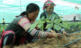 Bản địa hóa dược liệu: Giải pháp kết hợp Y học cổ truyền và hiện đại từ nguồn tài nguyên bản địa