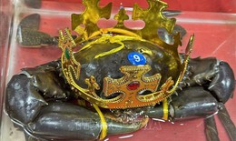 &#39;Vua cua&#39;&#160;C&#224; Mau được lập hồ sơ đề nghị x&#225;c lập kỷ lục cua lớn nhất Việt Nam