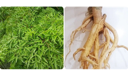 L&#225; v&#224; rễ đinh lăng c&#243; t&#225;c dụng g&#236;?