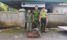 Người d&#226;n giao nộp khỉ mặt đỏ, khỉ mốc qu&#253; hiếm về rừng