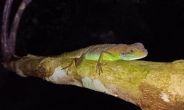 Phát hiện nhiều loài động vật quý hiếm tại Thanh Hóa