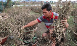 H&#224;ng ngh&#236;n chậu hoa ở ‘vựa c&#250;c Tết’ Kh&#225;nh Ho&#224; bị nước lũ v&#249;i dập