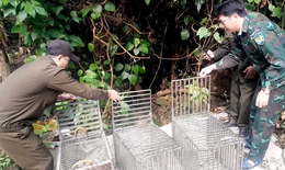 Tái thả nhiều cá thể linh trưởng quý hiếm về tự nhiên