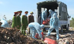 Tiêu hủy hơn 5 tạ lợn nhiễm dịch tả lợn châu Phi