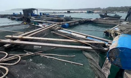 H&#224;ng ngh&#236;n con c&#225; nu&#244;i tr&#244;i ra biển, ngư d&#226;n Ph&#250; Qu&#253; thiệt hại nhiều tỷ đồng