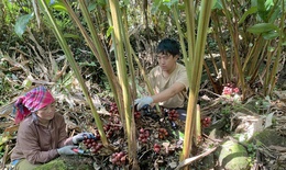 Trồng dược liệu dưới tán rừng giúp người dân Lai Châu nâng cao thu nhập, xóa nghèo bền vững