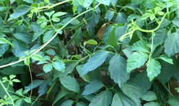 Giảo cổ lam: Tri thức bản địa Ho&#224;ng Li&#234;n Sơn v&#224; gi&#225; trị y học hiện đại