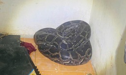 Hoảng hốt phát hiện trăn hơn 30kg cuộn tròn ở góc nhà