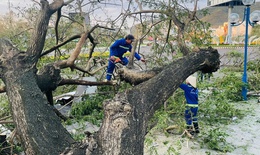Quy Nhơn tan hoang sau b&#227;o số 13: Trụ đ&#232;n g&#227;y đổ cả loạt, nhiều ng&#244;i nh&#224; tốc m&#225;i