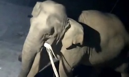 Clip voi rừng v&#224;o nh&#224; d&#226;n ở Nghệ An t&#236;m thức ăn