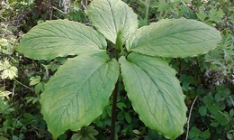 Ho&#224;n thiện cơ chế, ch&#237;nh s&#225;ch th&#250;c đẩy chuyển đổi số để truy xuất nguồn gốc, minh bạch chuỗi dược liệu