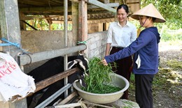 Hà Tĩnh: Lan tỏa hiệu quả các mô hình sinh kế, góp phần giảm nghèo bền vững