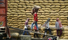 Cầu yếu, cung tăng gây sức ép lên giá gạo xuất khẩu của các nước châu Á