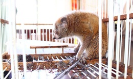 Người dân bắt được cu li quý hiếm khi đi làm đồng