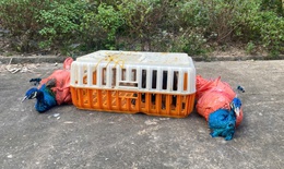 Phát hiện loài công nguy cấp, quý hiếm tại Thác Đồng Quan